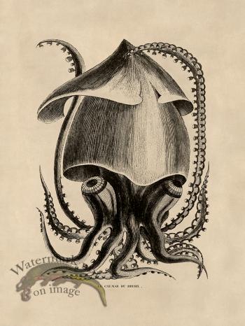Octopus Tan 34